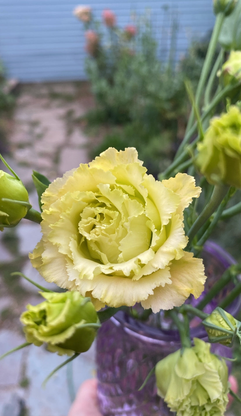 2024 Monthly Cut Flower Subscriptions (Local Pick Up/Delivery)